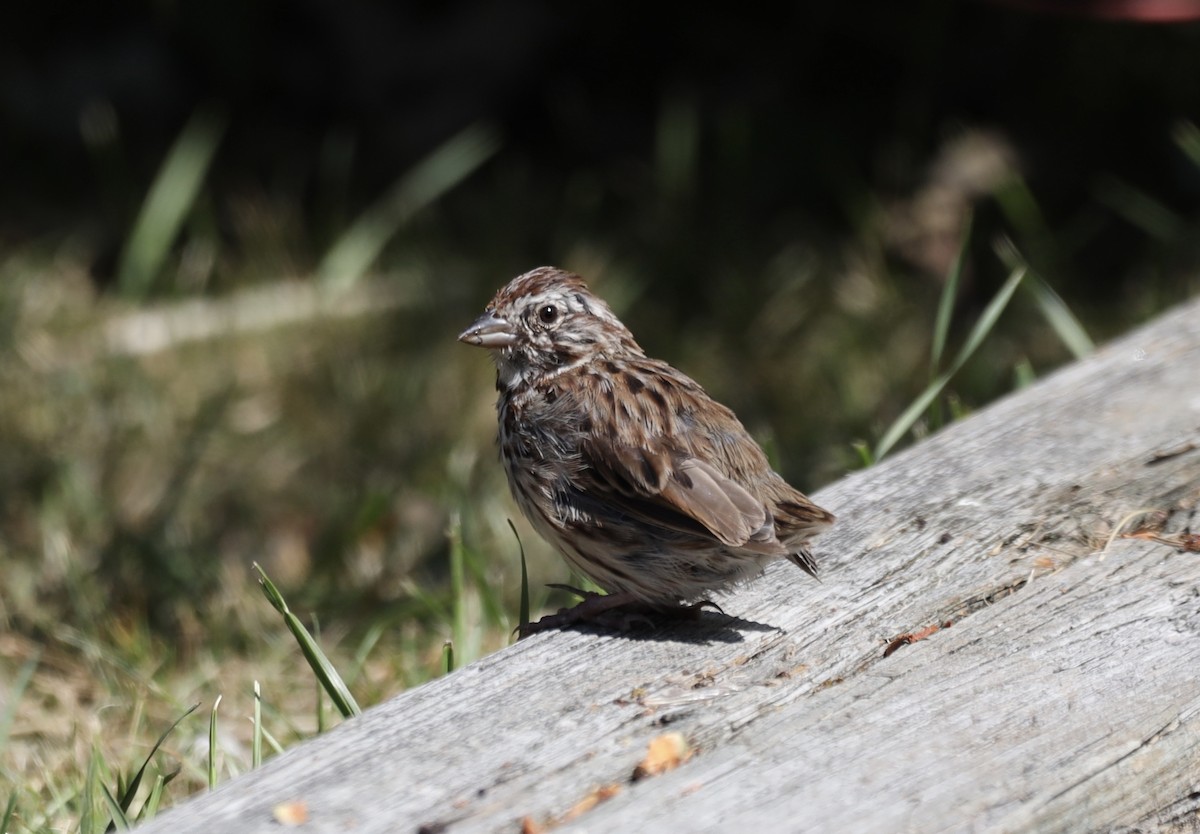 Song Sparrow - ML622818020