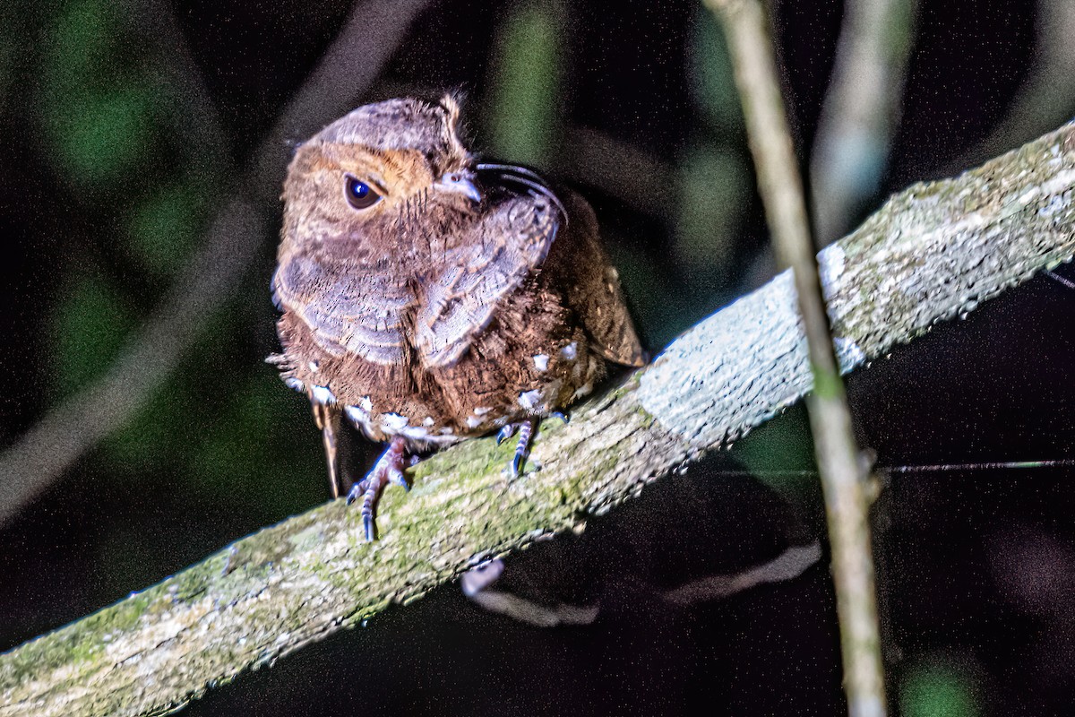 Ocellated Poorwill - Kurt Gaskill