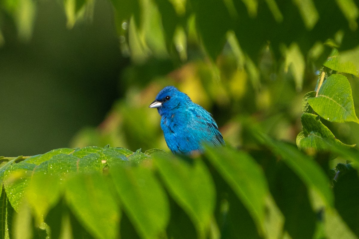 Indigo Bunting - ML622818099