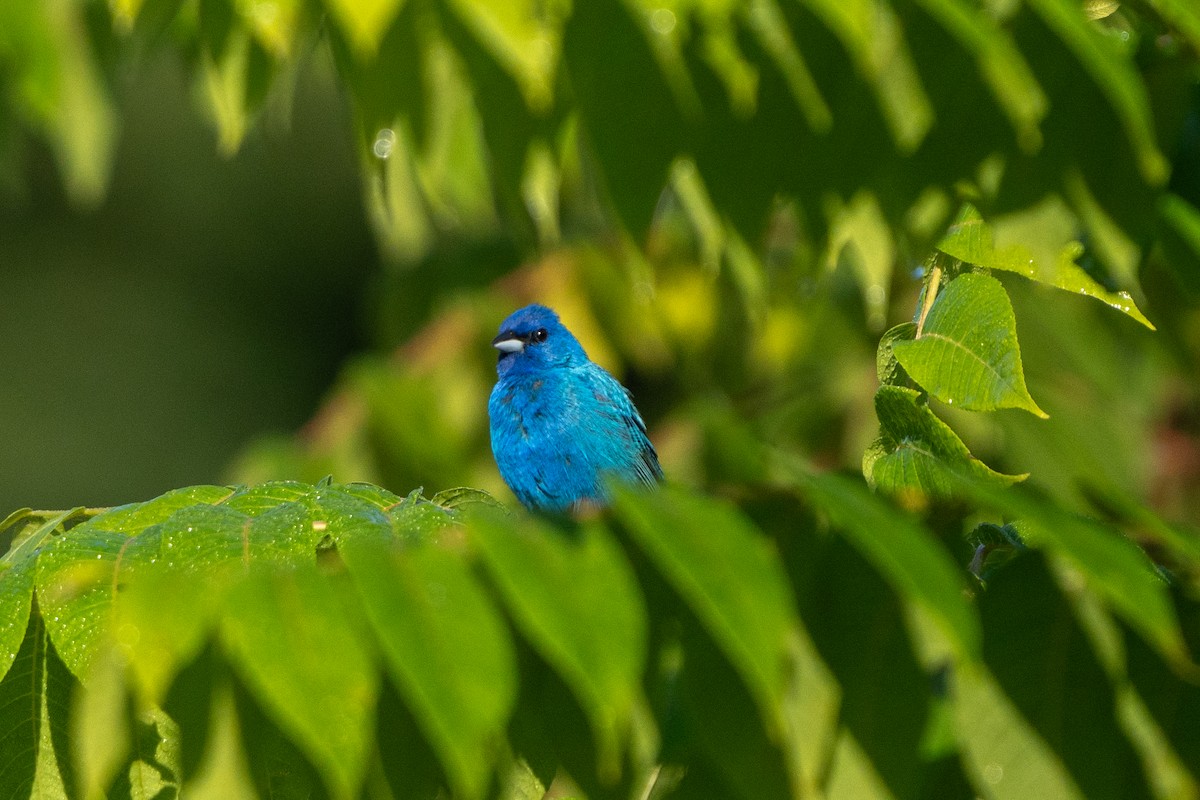 Indigo Bunting - ML622818100