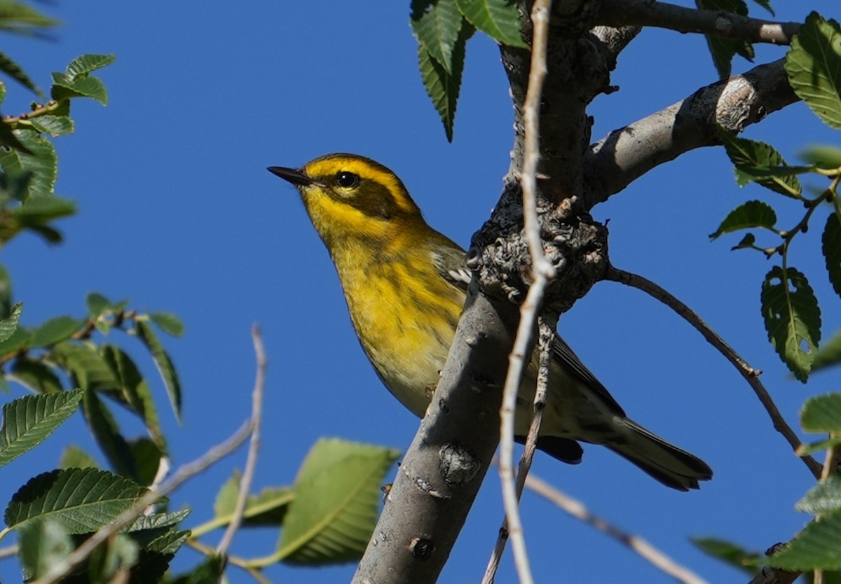 Townsend's Warbler - Glenn Walbek