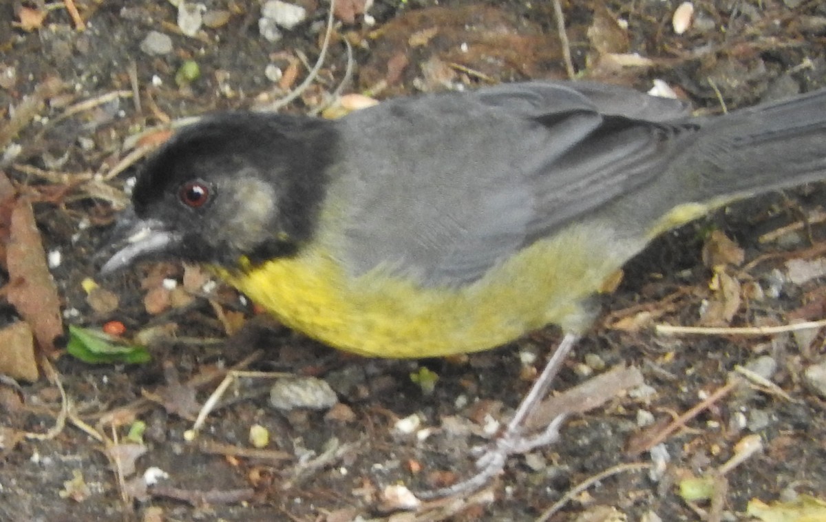 Santa Marta Brushfinch - ML622818125