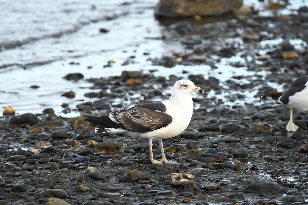 Kelp Gull - ML622818141