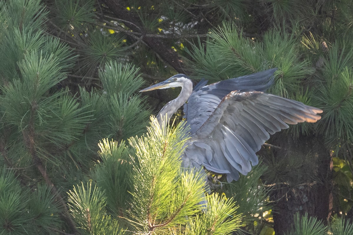 Great Blue Heron - ML622818194