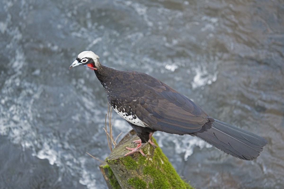 Black-fronted Piping-Guan - Neil Earnest