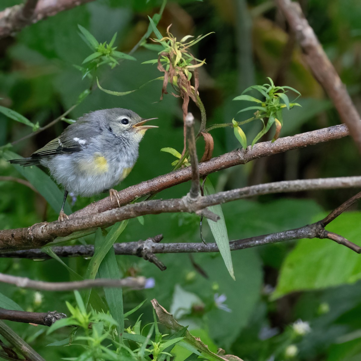 Northern Parula - Christine Pelletier et (Claude St-Pierre , photos)