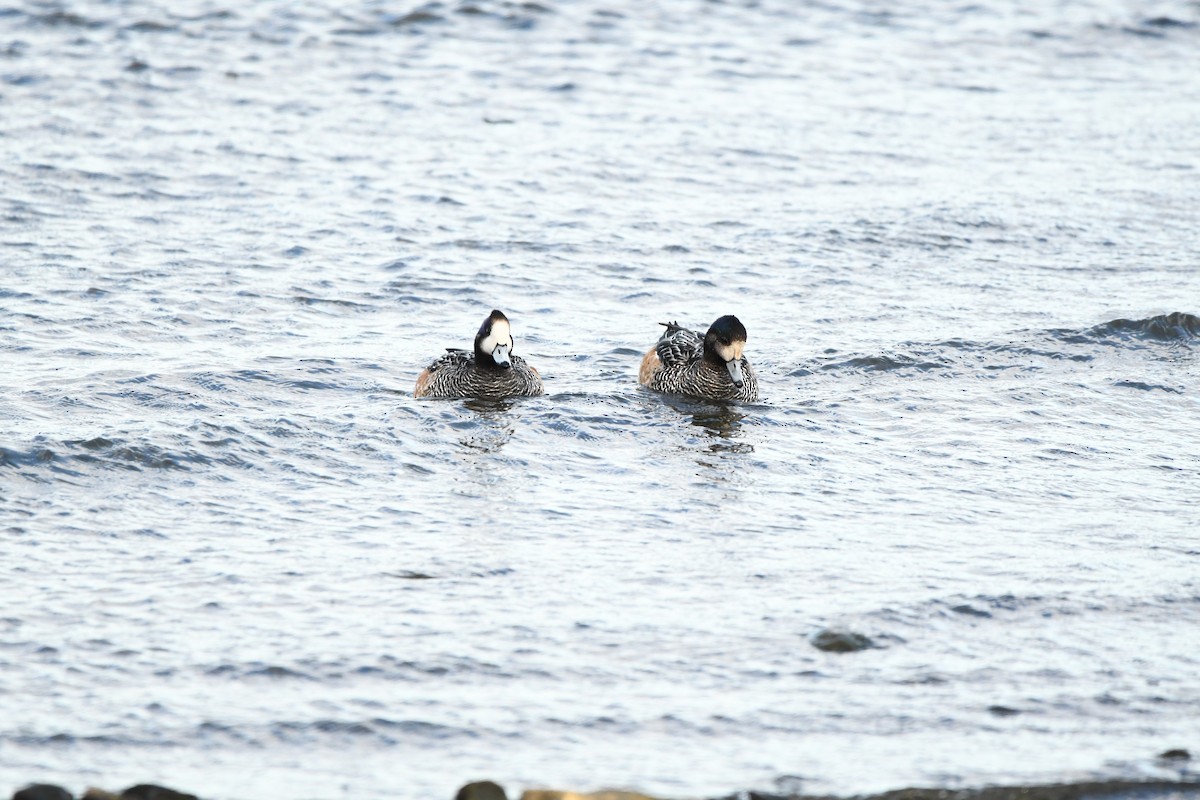 Chiloe Wigeon - Mario Jorge Baró