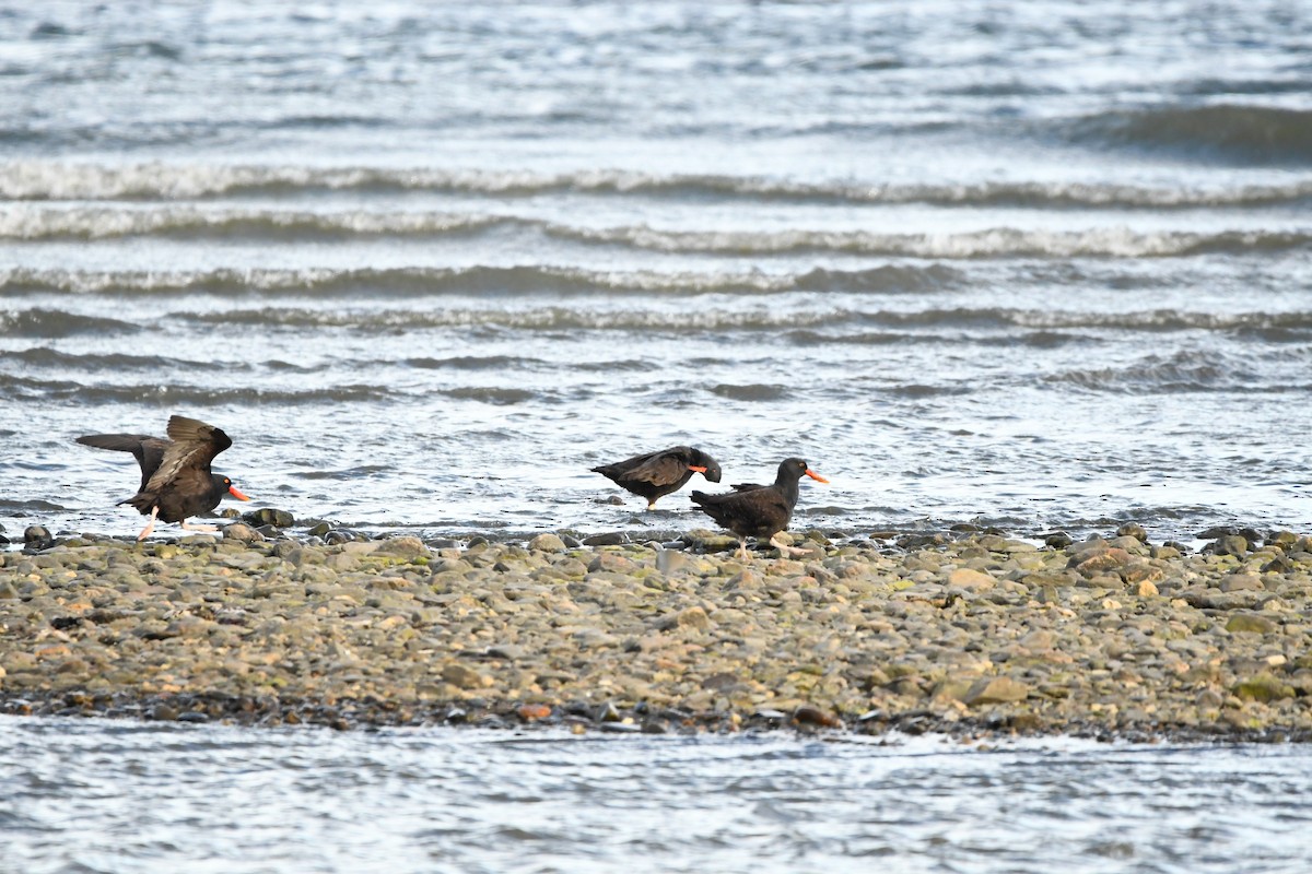 Blackish Oystercatcher - ML622818257