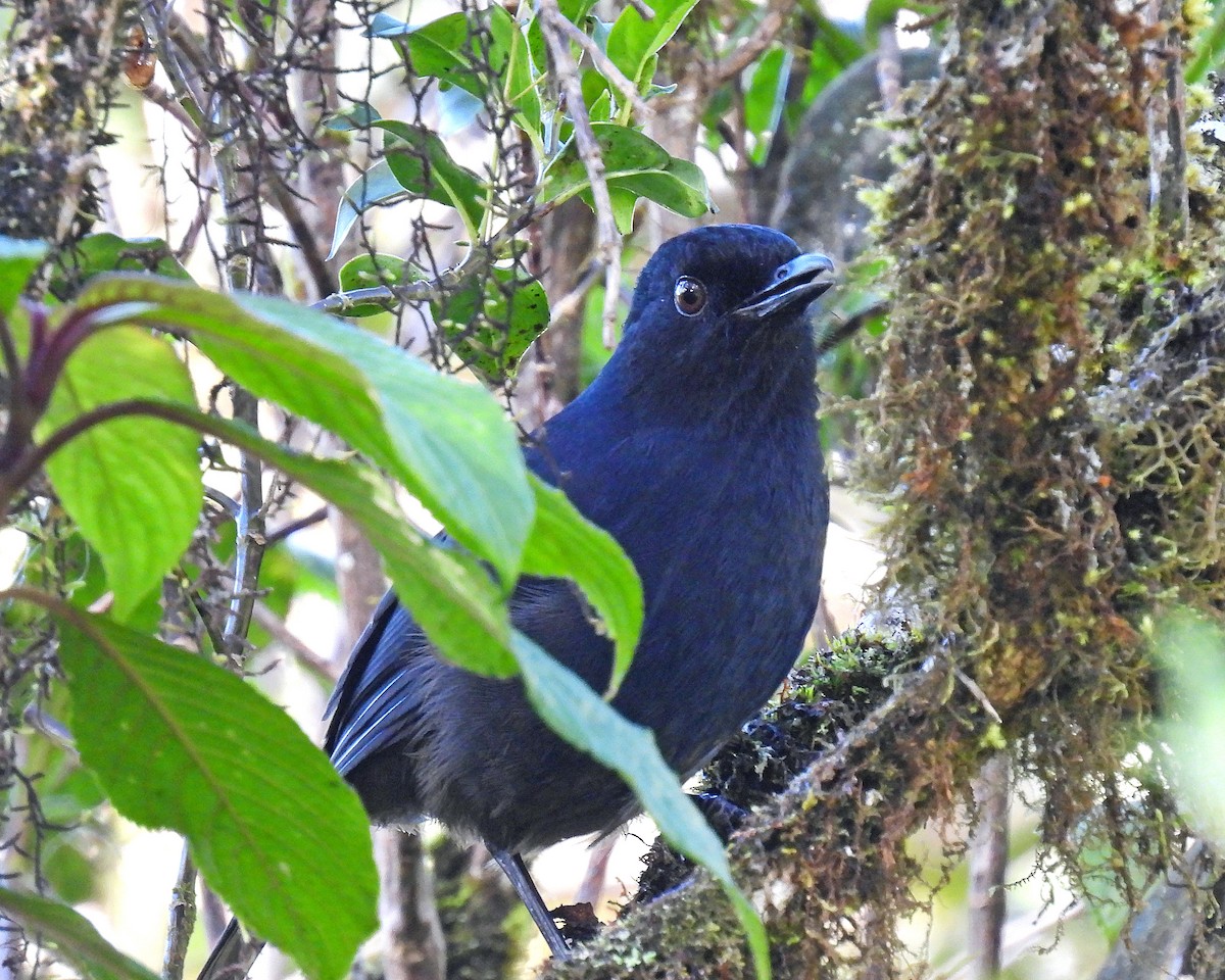 Sri Lanka Whistling-Thrush - ML622818351