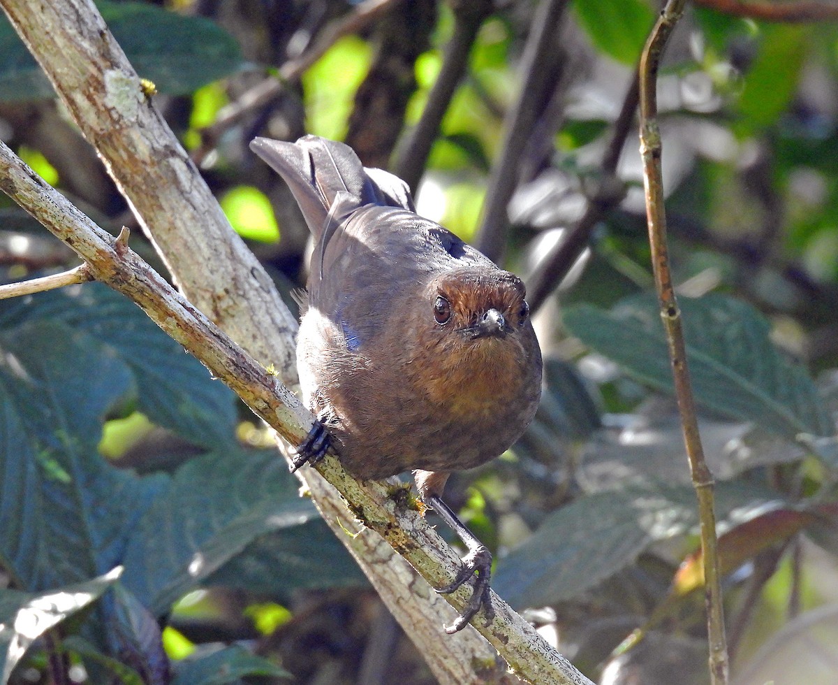 Sri Lanka Whistling-Thrush - ML622818356