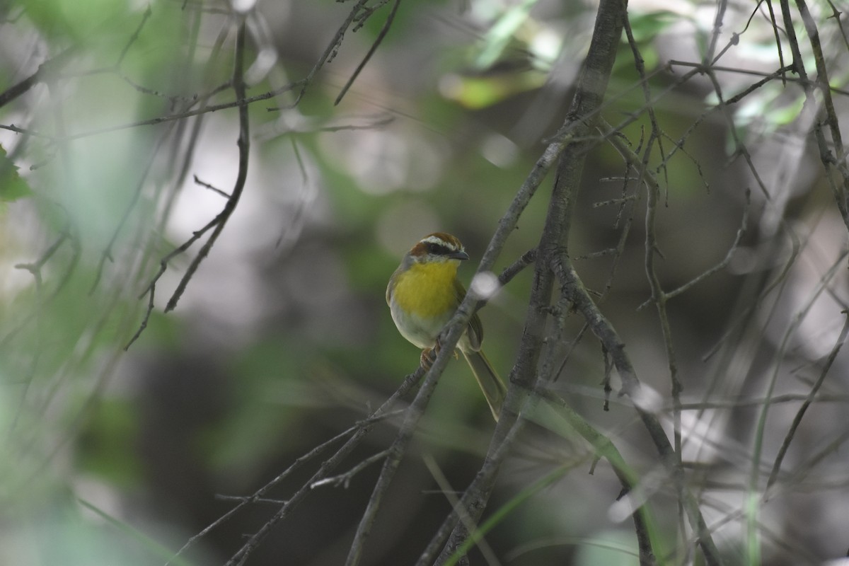 Rufous-capped Warbler (rufifrons Group) - ML622818373