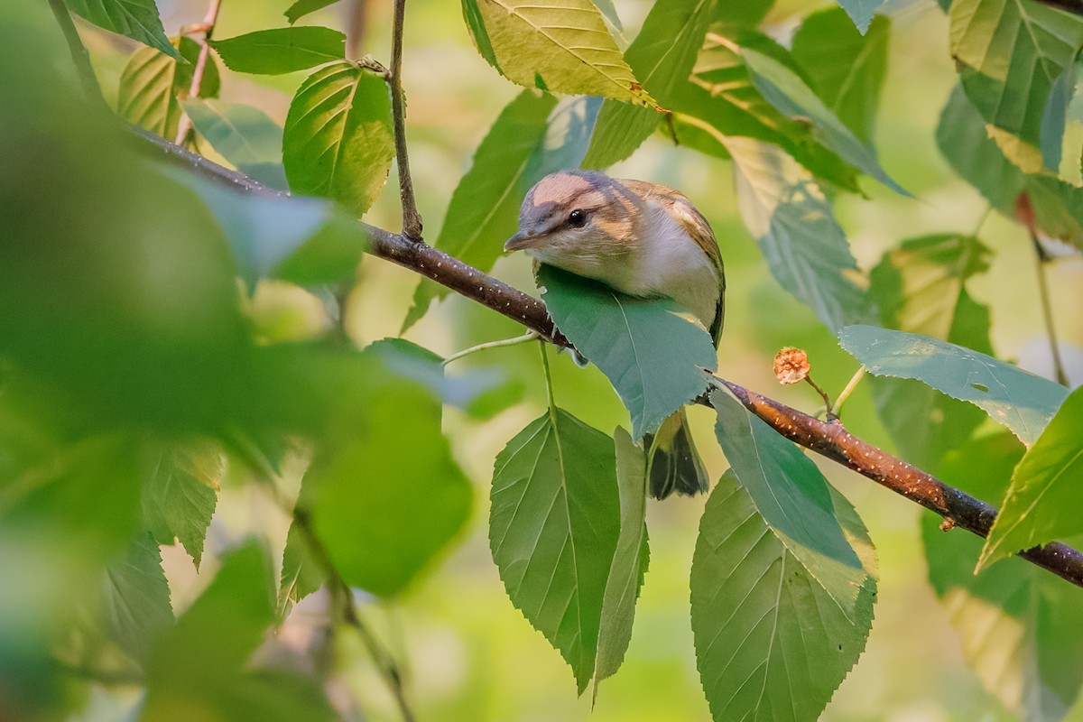 アカメモズモドキ - ML622818445