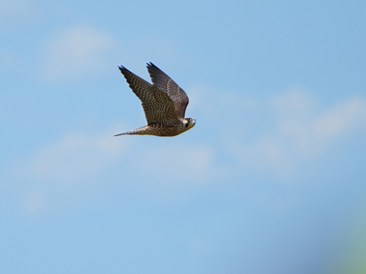 Peregrine Falcon - ML622818449