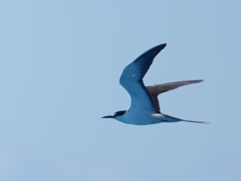 Sooty Tern - Peter Yendle