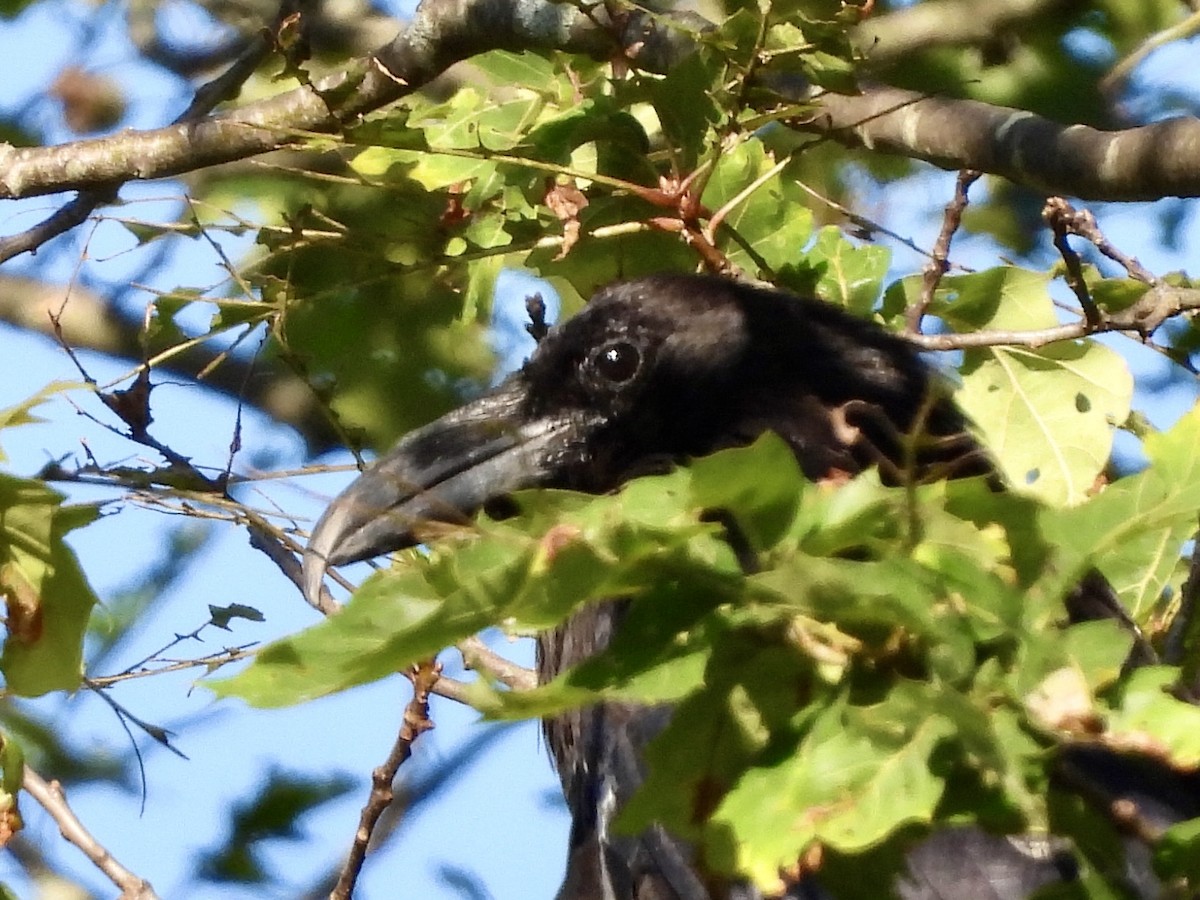 Common Raven - Stella Miller