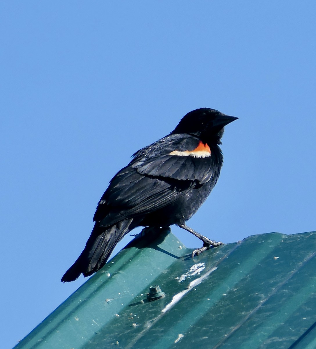 Red-winged Blackbird - Jim St Laurent