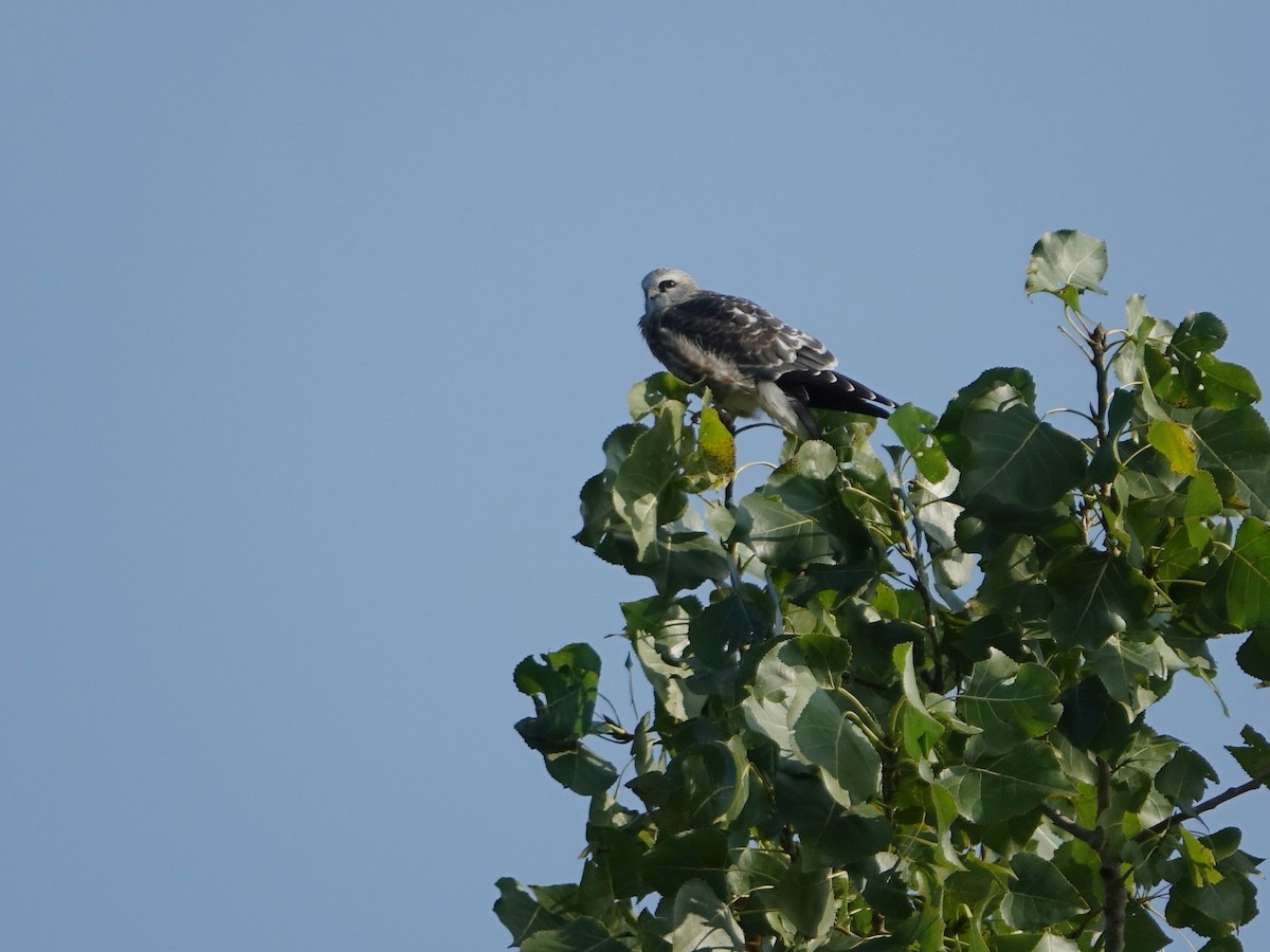 Mississippi Kite - ML622818552