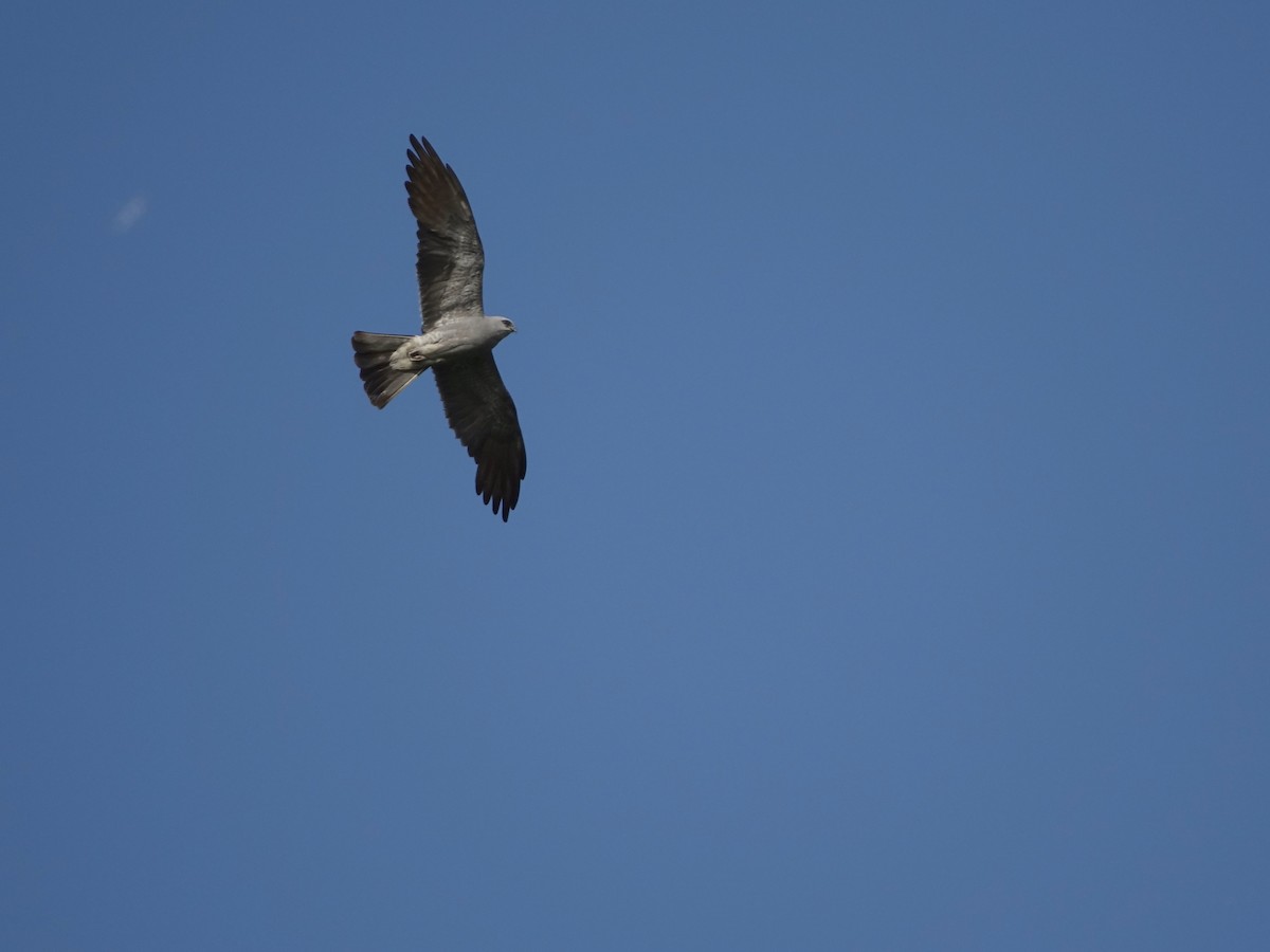 Mississippi Kite - ML622818556