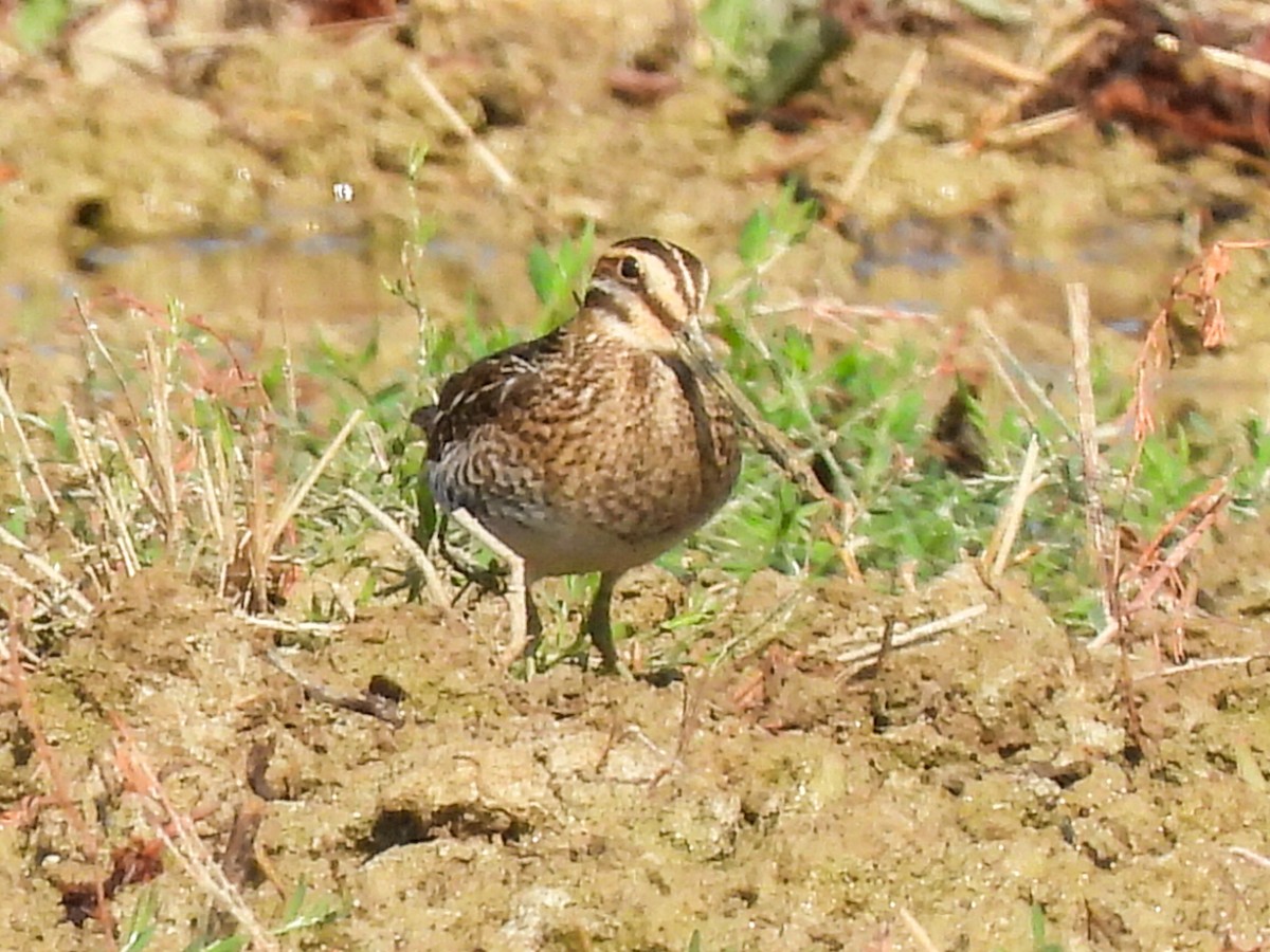 Common Snipe - José Ramón Martínez