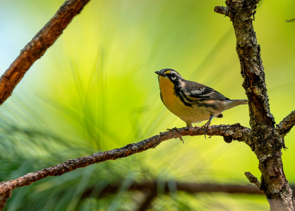 Yellow-throated Warbler - Dori Eldridge