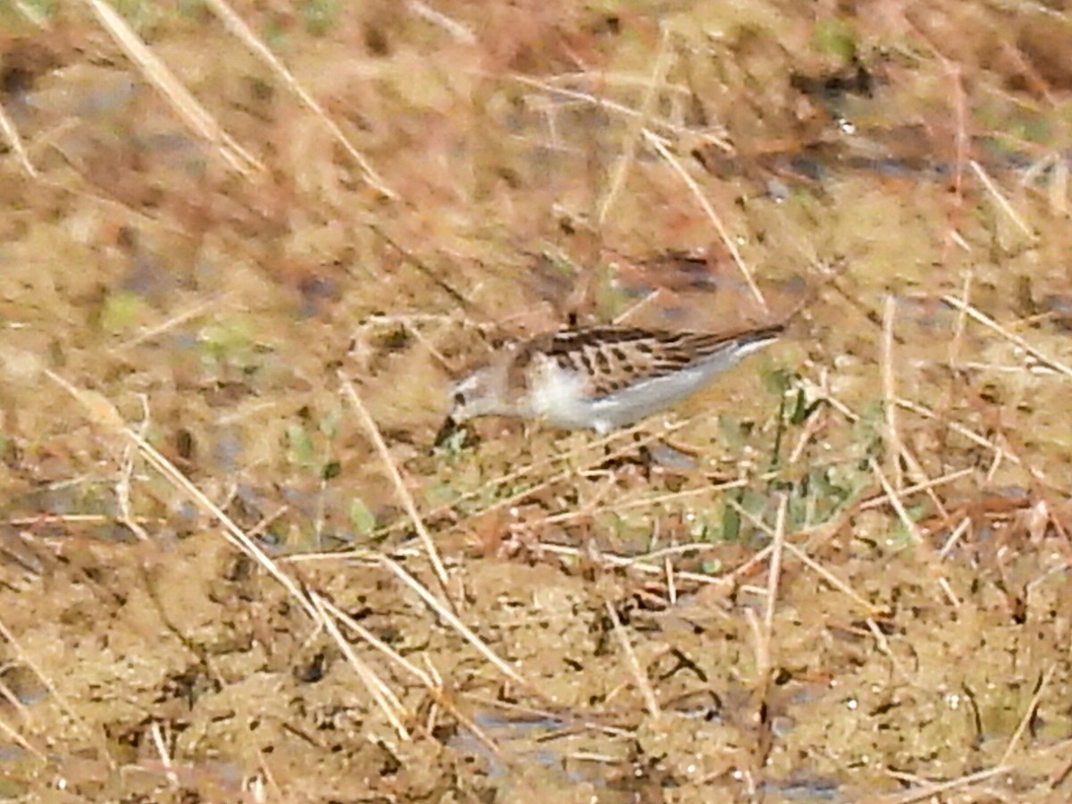 Little Stint - José Ramón Martínez