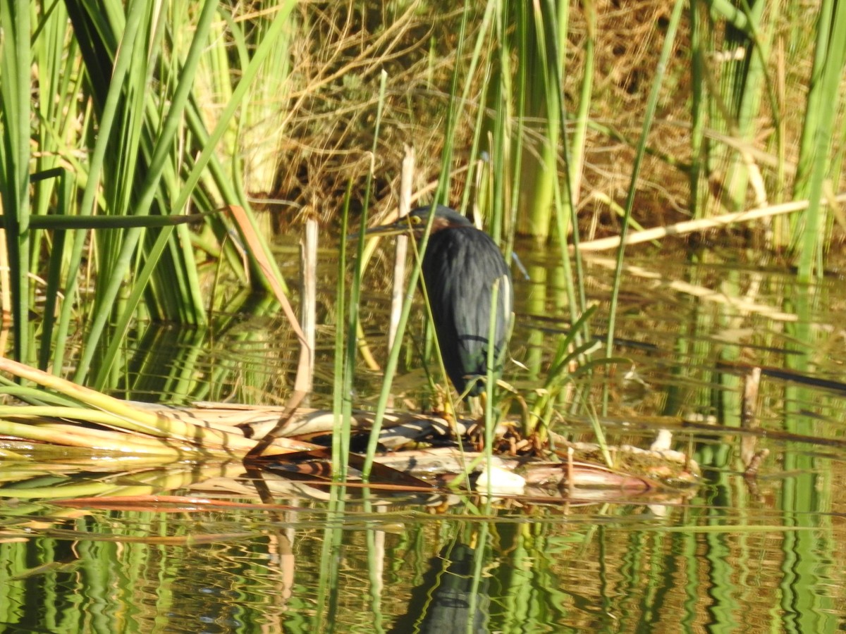 Green Heron - John  Kiseda