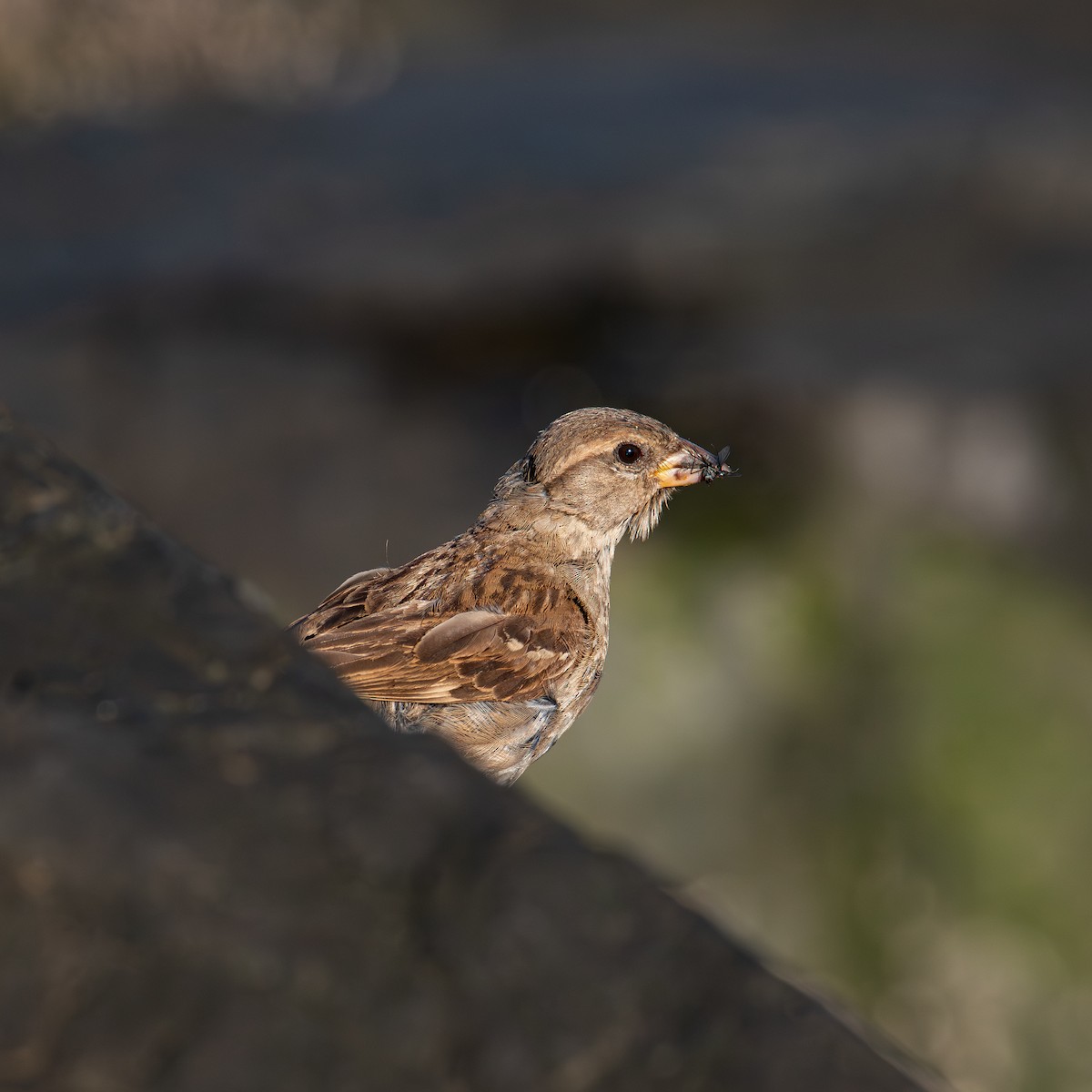 House Sparrow - ML622818641