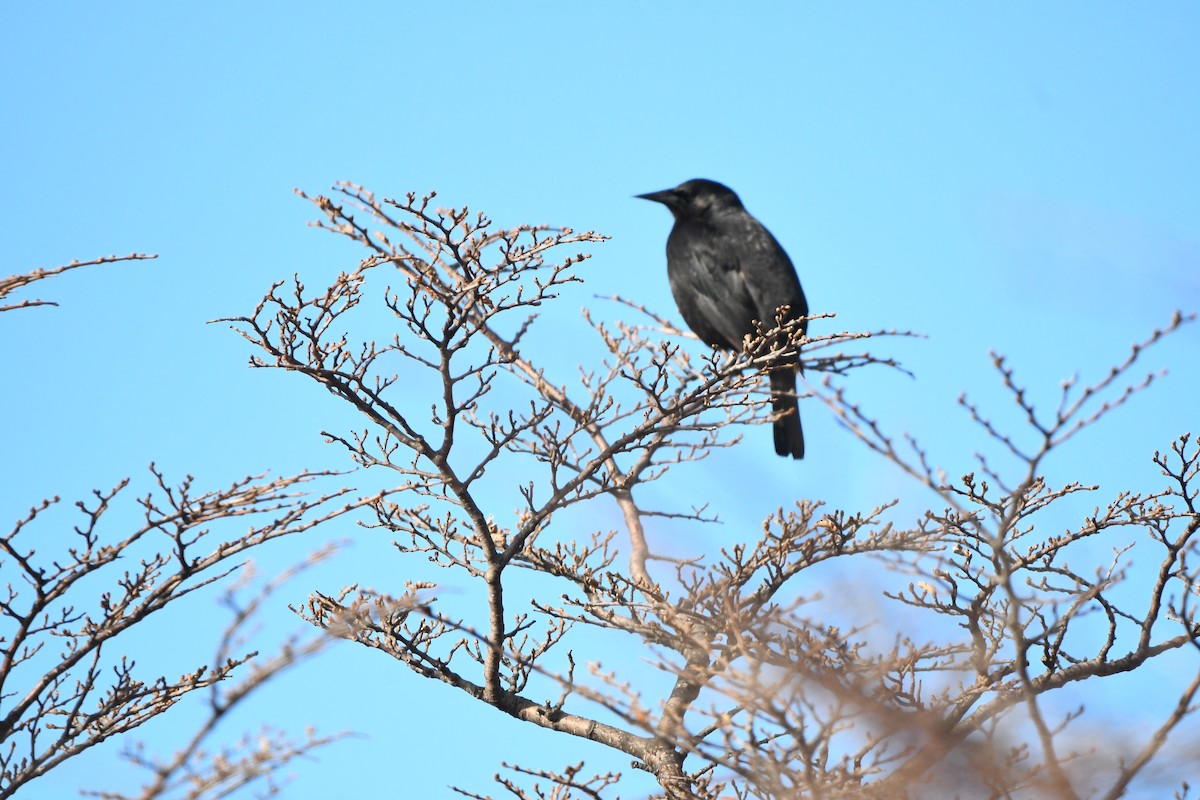 Tordo Patagón - ML622818652