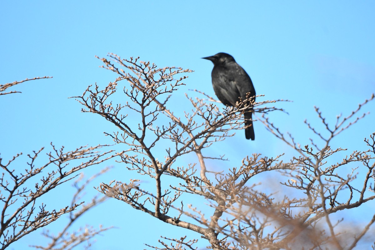 Tordo Patagón - ML622818653