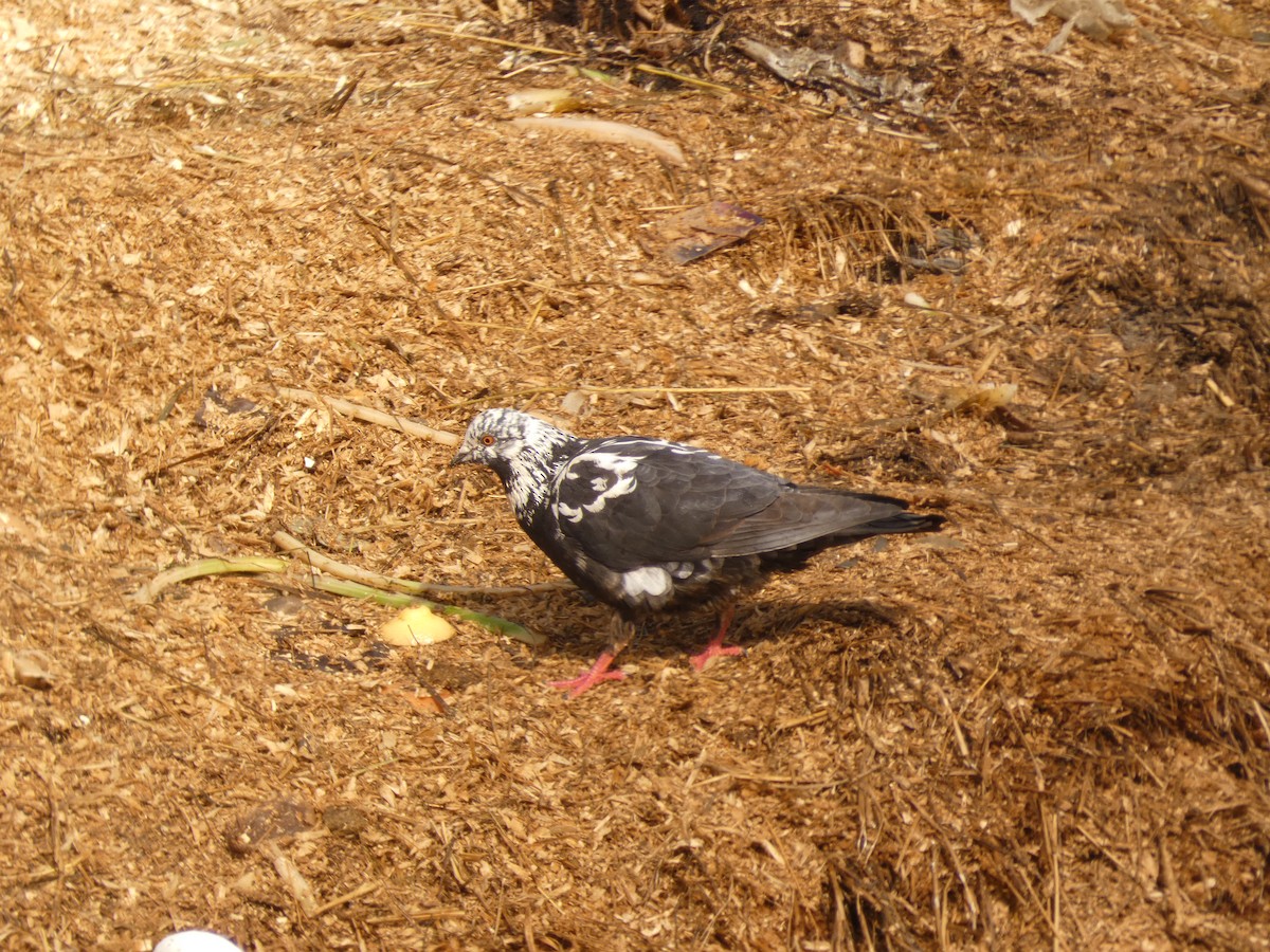 Rock Pigeon (Feral Pigeon) - ML622818655