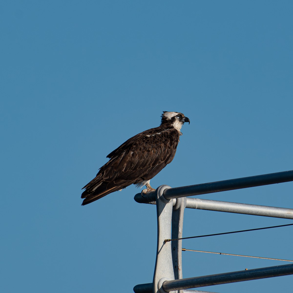 Osprey - Alton Spencer