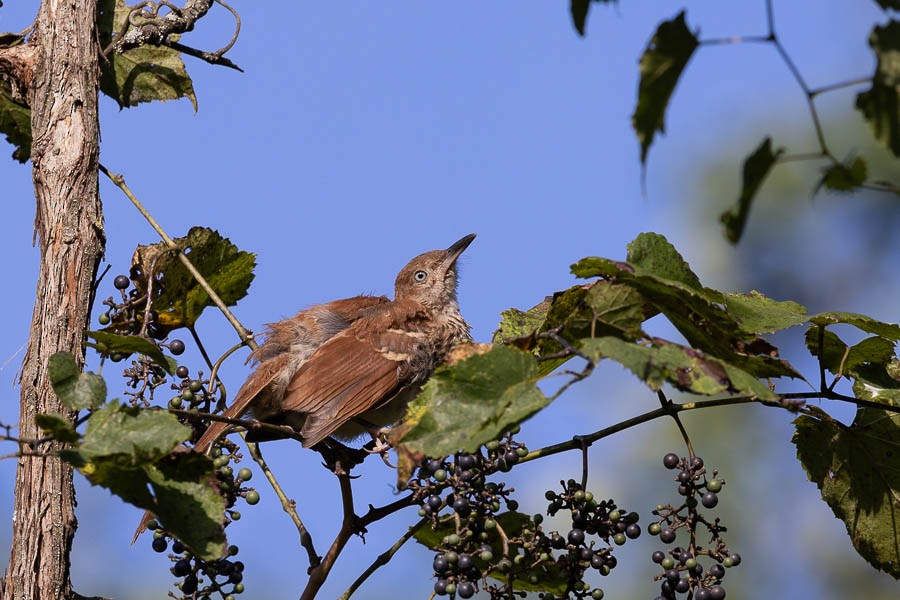 Brown Thrasher - ML622818708