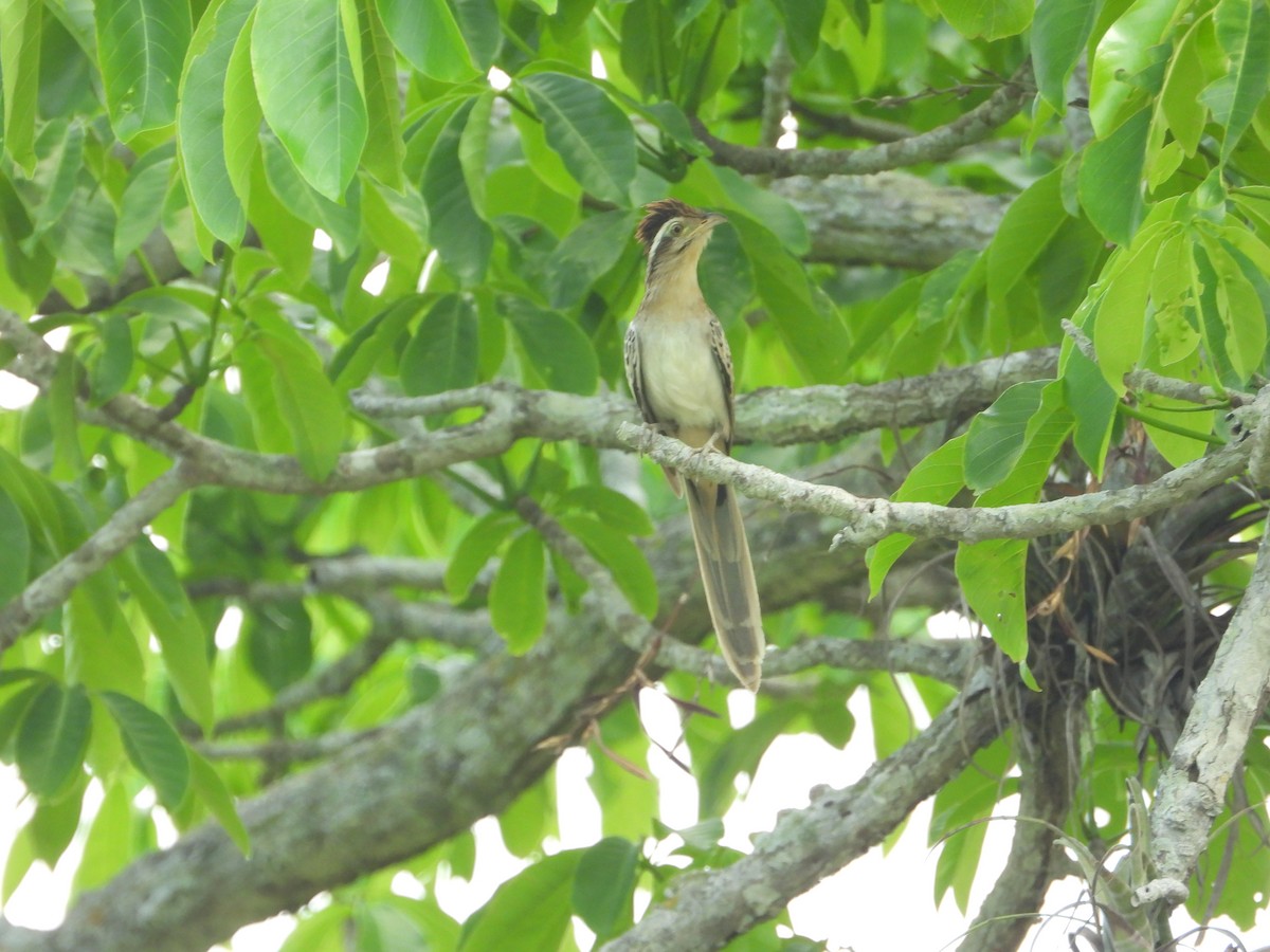 Striped Cuckoo - Freddy Jaraba Aldana