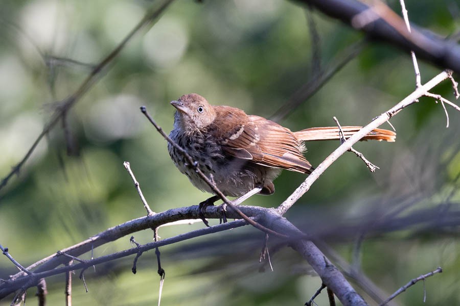 Brown Thrasher - ML622818733