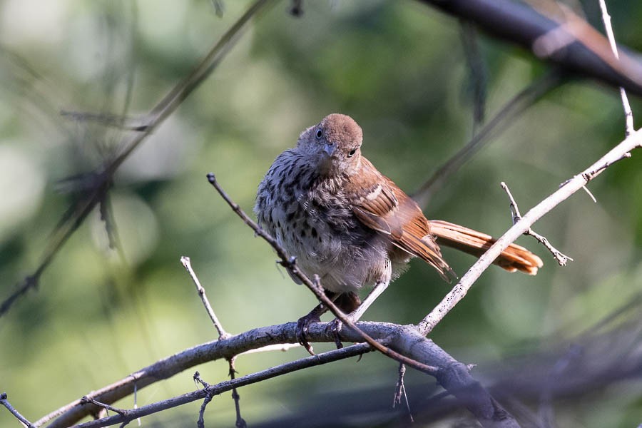 Brown Thrasher - ML622818734