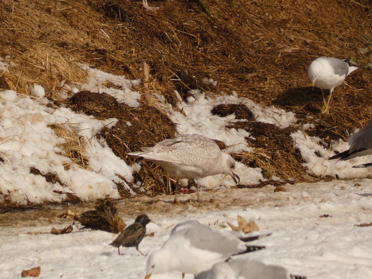 Iceland Gull (kumlieni) - Nicholas Sly