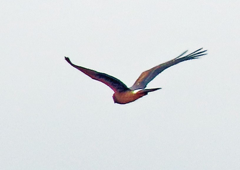 Northern Harrier - ML622818784