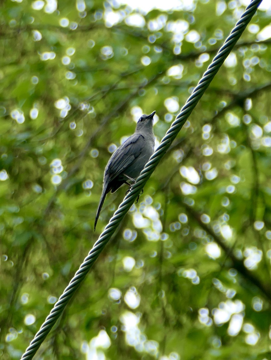 Gray Catbird - ML622818874