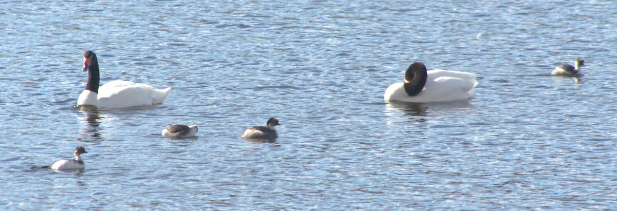 Silvery Grebe (Patagonian) - ML622818953