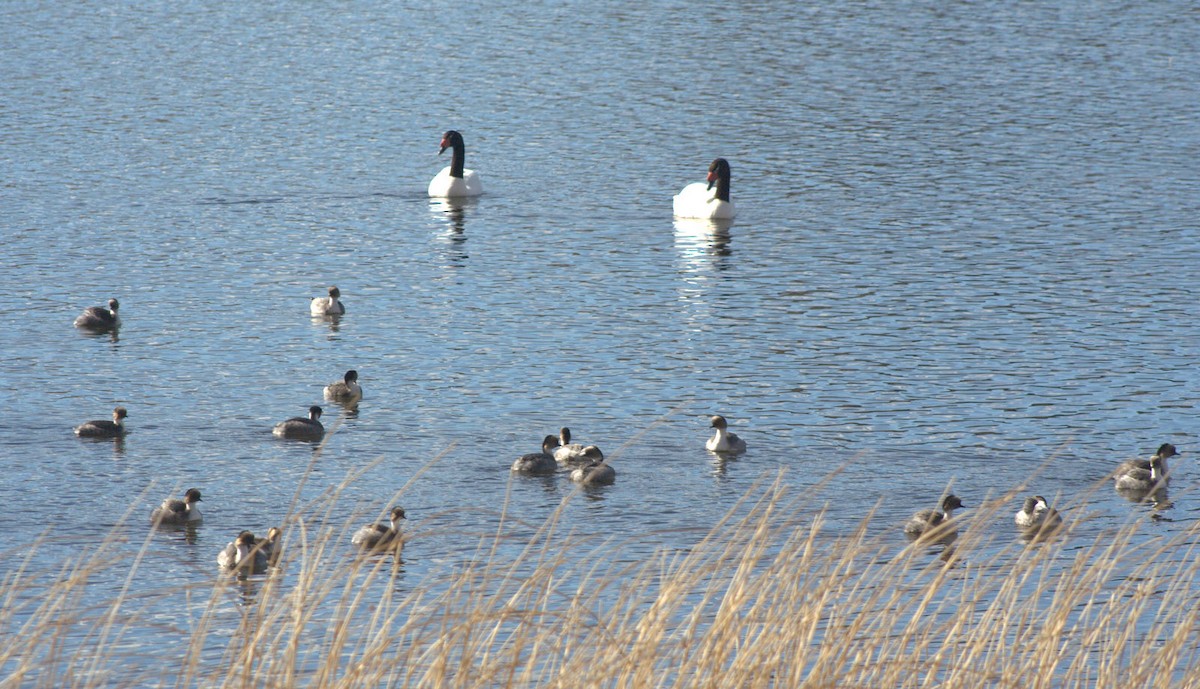 Silvery Grebe (Patagonian) - ML622818954