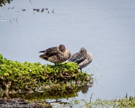 Yellow-billed Pintail - Gino Ellison