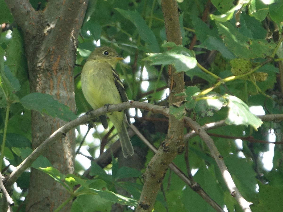 Yellow-bellied Flycatcher - ML622818980