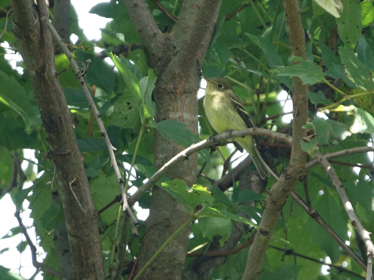 Yellow-bellied Flycatcher - ML622818983