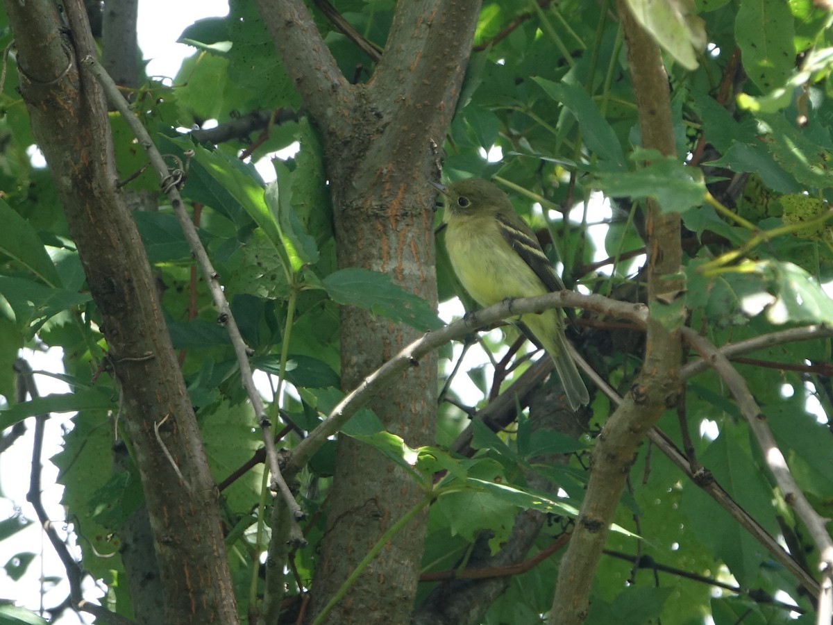 Yellow-bellied Flycatcher - ML622818986