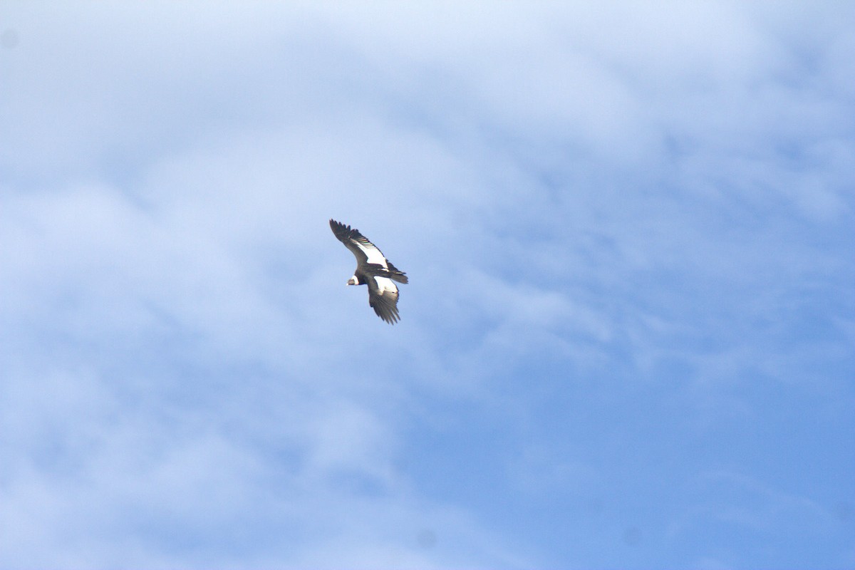 Andean Condor - ML622819025