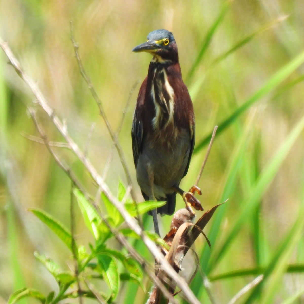 Green Heron - ML622819037