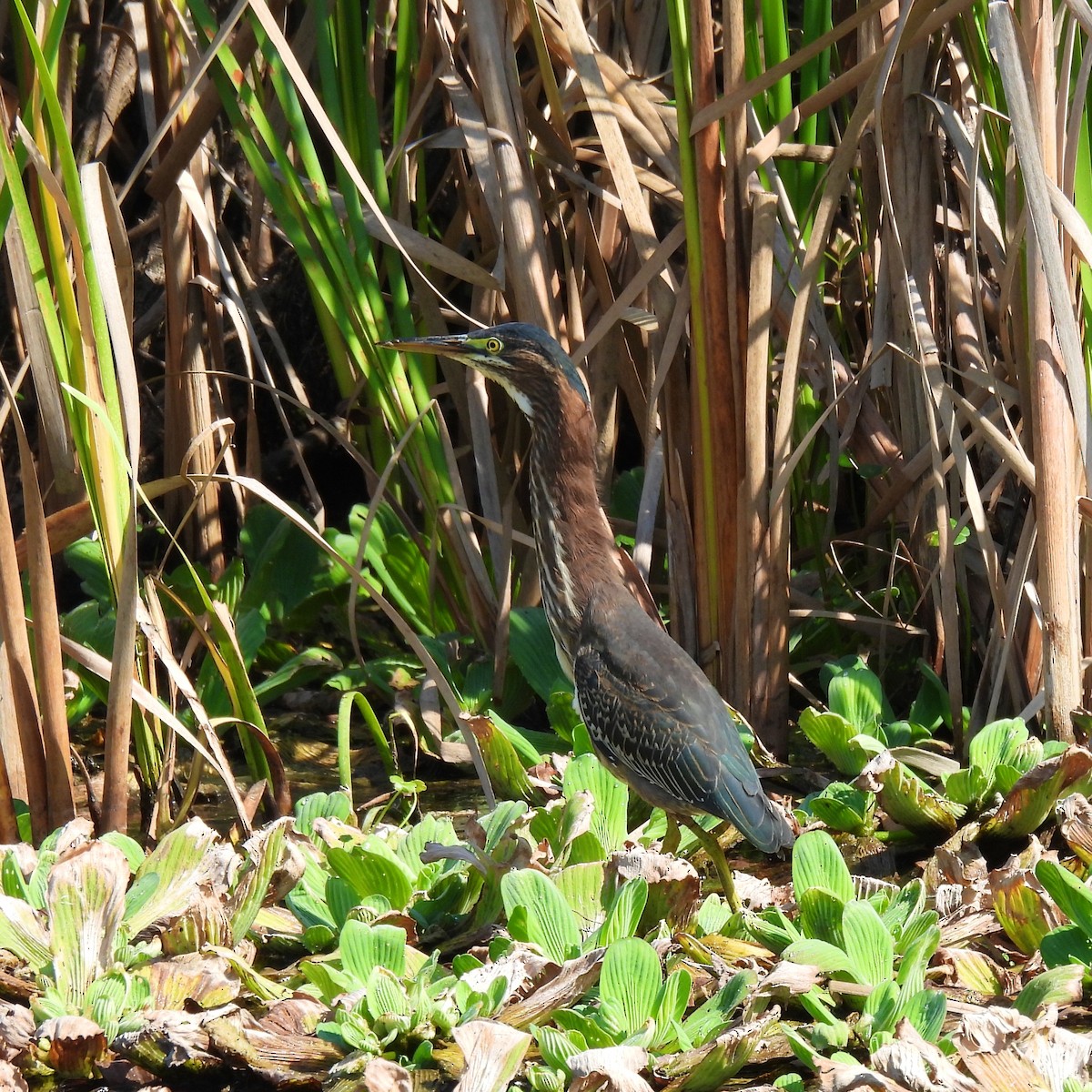 Green Heron - ML622819038