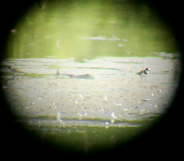 Semipalmated Plover - ML622819053