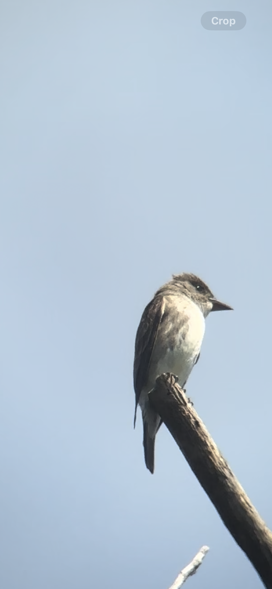 Olive-sided Flycatcher - ML622819067