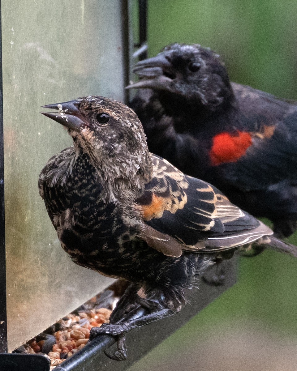 Red-winged Blackbird - ML622819082